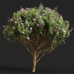 New Plant Cistus Albidus Zistrose Flower Decorative001