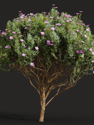 new-plant-cistus-albidus-zistrose-flower-decorative001-3d-model-dfc5cff55b