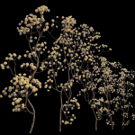 New Plant Edgeworthia Chrysantha Paperbush Tall Tree
