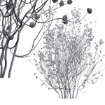New Plant Edgeworthia Chrysantha Paperbush Tall Tree