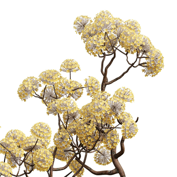 New Plant Edgeworthia Chrysantha Paperbush Tall Tree
