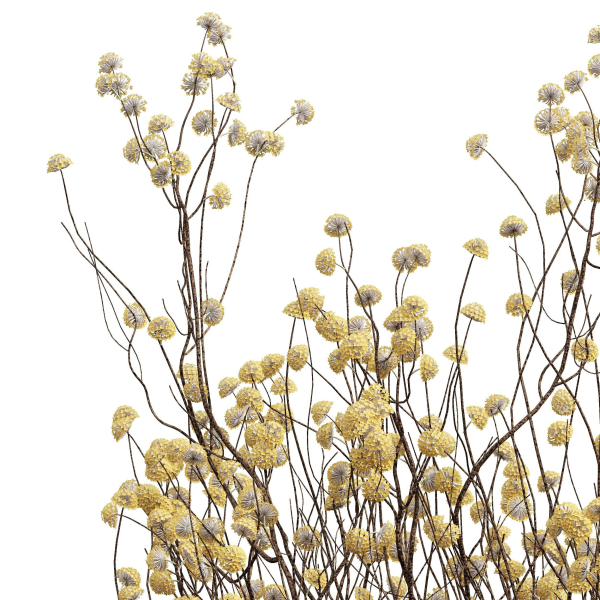 New Plant Edgeworthia Chrysantha Paperbush Tall Tree