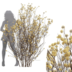 New Plant Edgeworthia Chrysantha Paperbush Tall Tree