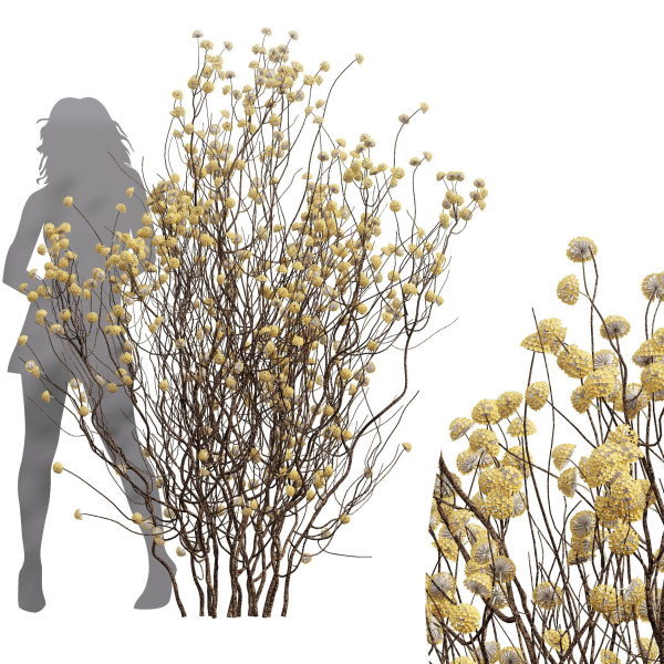 New Plant Edgeworthia Chrysantha Paperbush Tall Tree