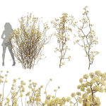 New Plant Edgeworthia Chrysantha Paperbush Tall Tree