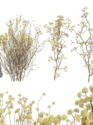 New Plant Edgeworthia Chrysantha Paperbush Tall Tree