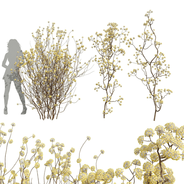 New Plant Edgeworthia Chrysantha Paperbush Tall Tree