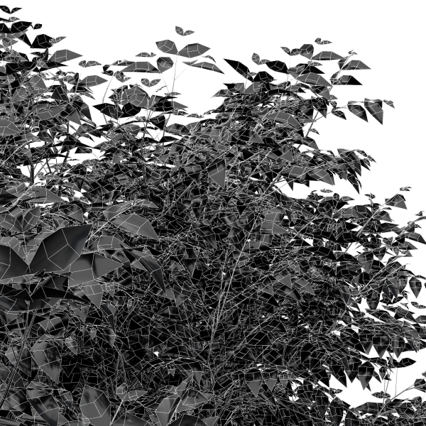 New Plant Eucalyptus Sweet Chestnut Tree