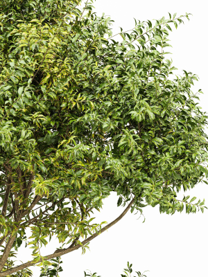 new-plant-eucalyptus-sweet-chestnut-tree-3d-model-eb4e4a8808