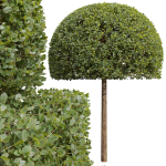New Plant Ficus Concinna Bonsai Pruned05