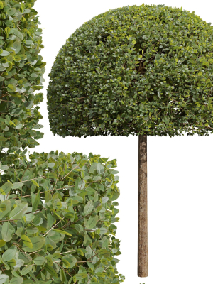 new-plant-ficus-concinna-bonsai-pruned05-3d-model-49d4e4e94e