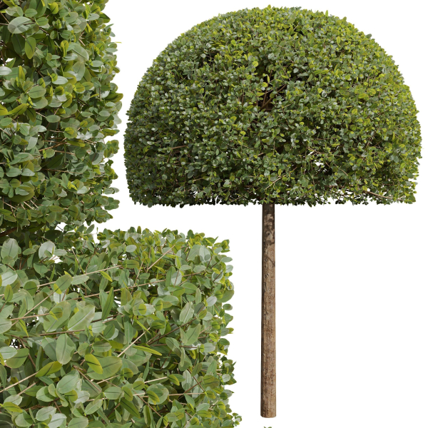 New Plant Ficus Concinna Bonsai Pruned05