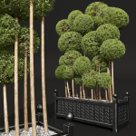 New Plant Ficus Concinna Bonsai Pruned10