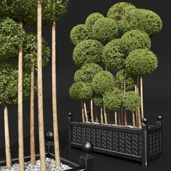 New Plant Ficus Concinna Bonsai Pruned10