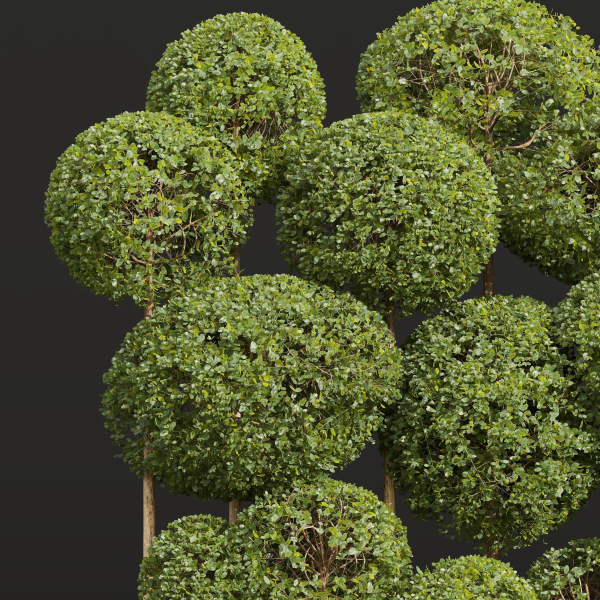 New Plant Ficus Concinna Bonsai Pruned10