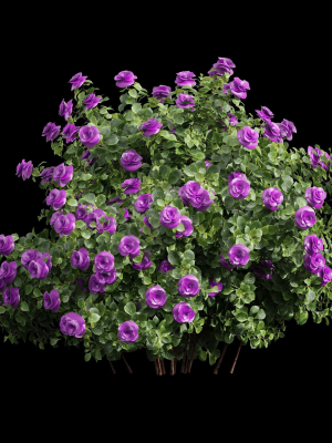 new-plant-high-detail-climbing-roses-bush-3d-model-max-obj-fbx-mat