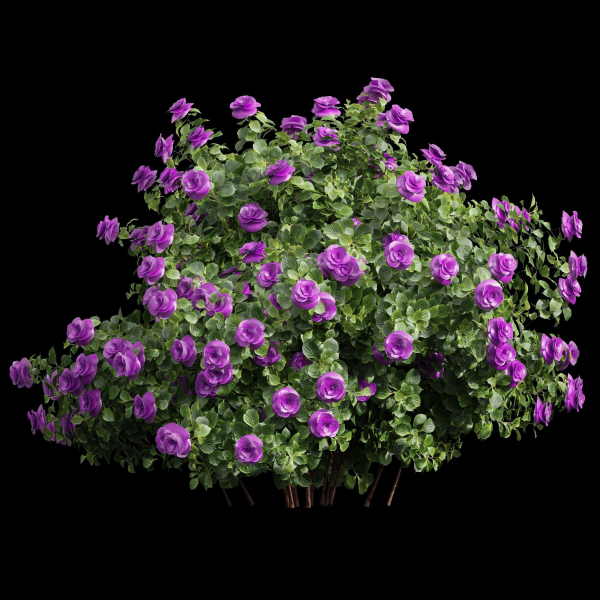 New Plant High detail Climbing Roses Bush