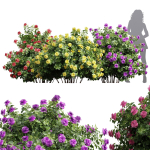 New Plant High detail Climbing Roses Bush