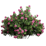 New Plant High detail Climbing Roses Bush