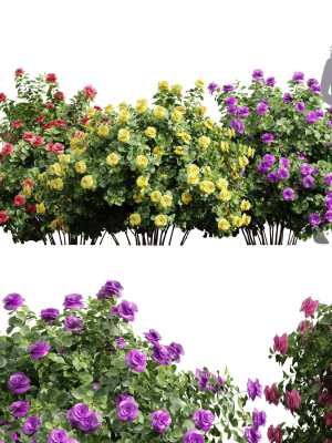 New Plant High detail Climbing Roses Bush