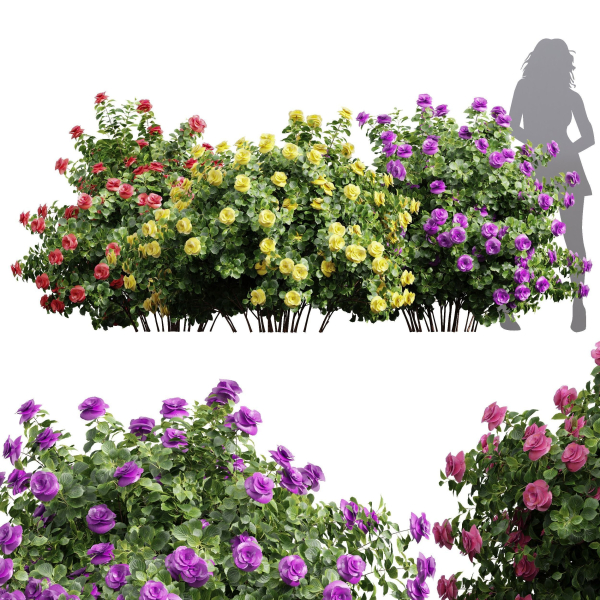 New Plant High detail Climbing Roses Bush