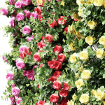 New Plant High detail Climbing Roses Cube Columns