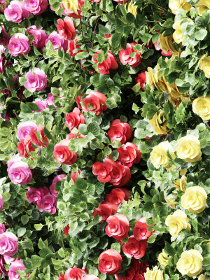 new-plant-high-detail-climbing-roses-cube-columns-3d-model-max-obj-fbx-mat