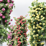 New Plant High detail Climbing Roses Cube Columns