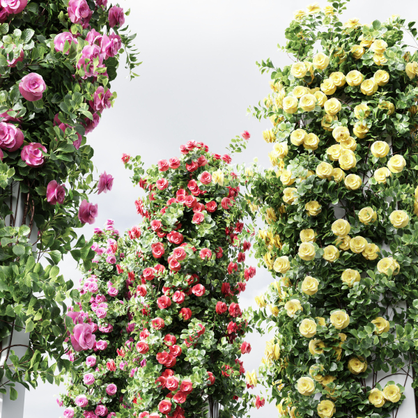 New Plant High detail Climbing Roses Cube Columns