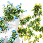 New Plant High detail Climbing Roses Wall02 Grow