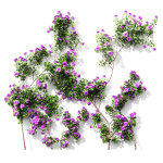 New Plant High detail Climbing Roses Wall02 Grow