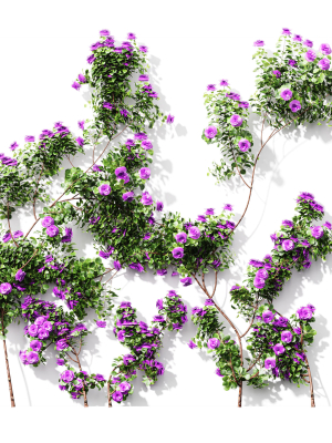 New Plant High detail Climbing Roses Wall02 Grow
