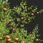 New Plant High detail Diospyros Kaki Persimmon