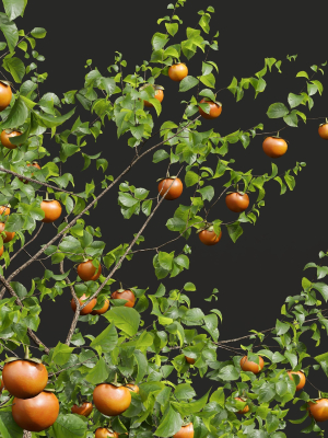 new-plant-high-detail-diospyros-kaki-persimmon-3d-model-max-obj-fbx-blend-mat