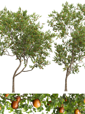 New Plant High detail Diospyros Kaki Persimmon