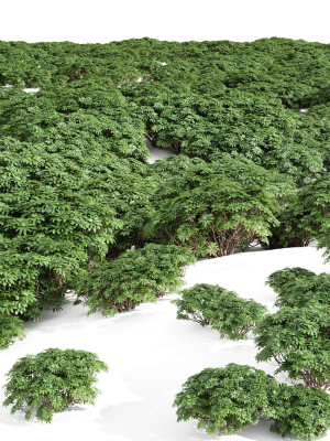 new-plant-high-detail-edgeworthia-chrysantha-grandiflora-3d-model-max-obj-fbx-blend-mel-mat