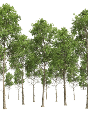 new-plant-high-detail-fagus-sylvatica-3d-model-max-obj-fbx-blend-mat