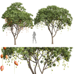 New Plant High detail Mangifera Indica Mango