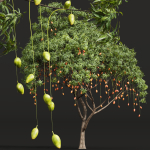 New Plant High detail Mangifera Indica Mango