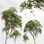 New Plant High detail Mangifera Indica Mango