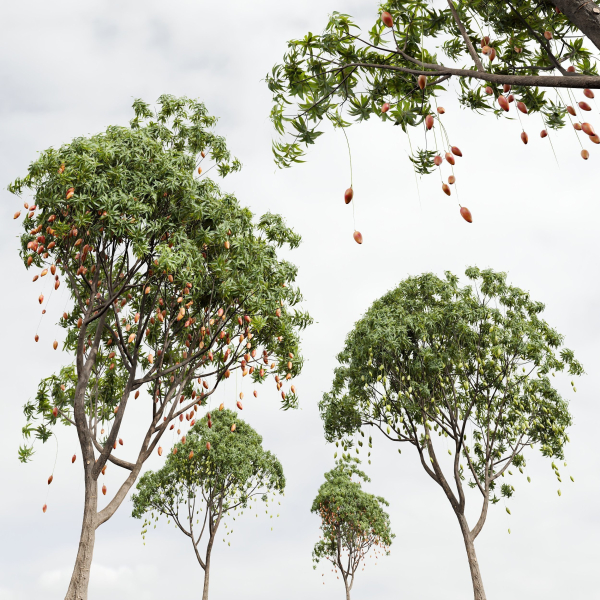 New Plant High detail Mangifera Indica Mango