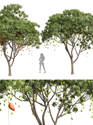 New Plant High detail Mangifera Indica Mango