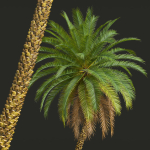 New Plant High detail Phoenix Sylvestris