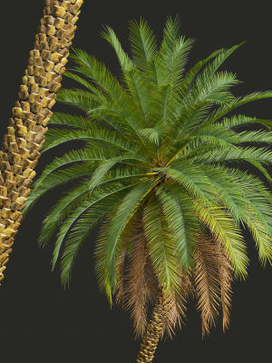 new-plant-high-detail-phoenix-sylvestris-3d-model-max-obj-fbx-ma-blend-mel
