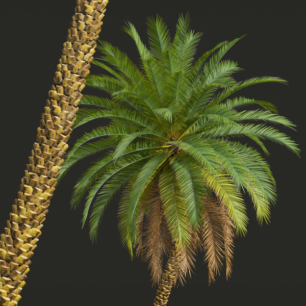 New Plant High detail Phoenix Sylvestris