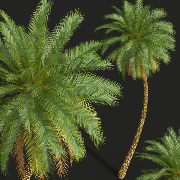 New Plant High detail Phoenix Sylvestris