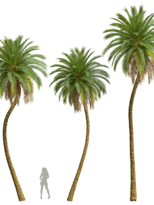 New Plant High detail Phoenix Sylvestris