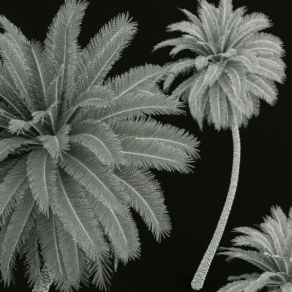 New Plant High detail Phoenix Sylvestris