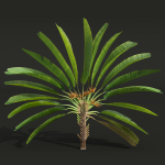 New Plant High detail Strelitzia Nicolai Medium