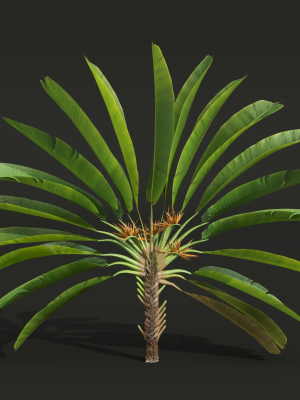 new-plant-high-detail-strelitzia-nicolai-medium-3d-model-max-obj-fbx-ma-blend-mel